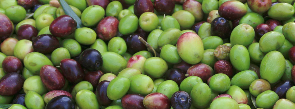 variétés d’olives utilisées par La Vernède